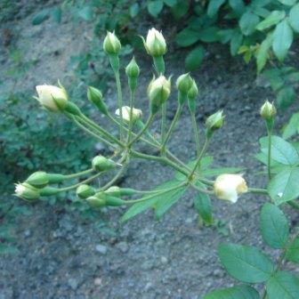 gallery_12879_1299_25589.jpg