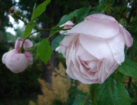 gallery_12879_1299_25997.jpg