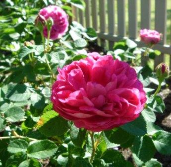 gallery_12879_1299_27187.jpg