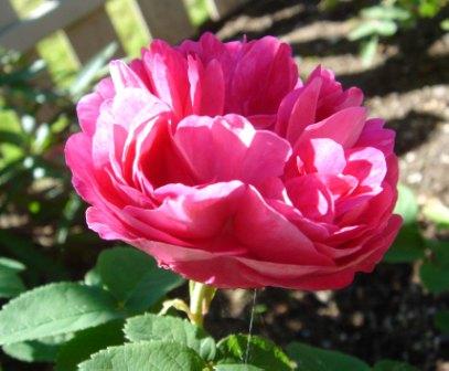 gallery_12879_1299_29855.jpg