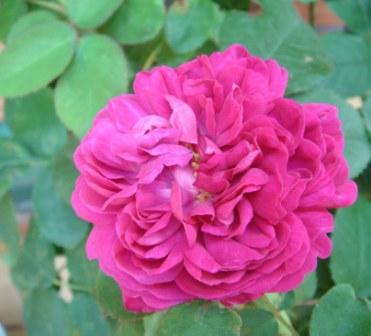gallery_12879_1299_31074.jpg