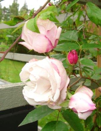 gallery_12879_1299_34531.jpg