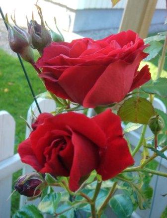 gallery_12879_1299_369.jpg