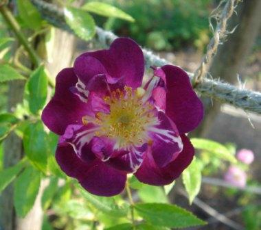 gallery_12879_1299_4212.jpg