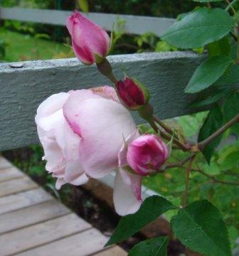 gallery_12879_1299_7044.jpg