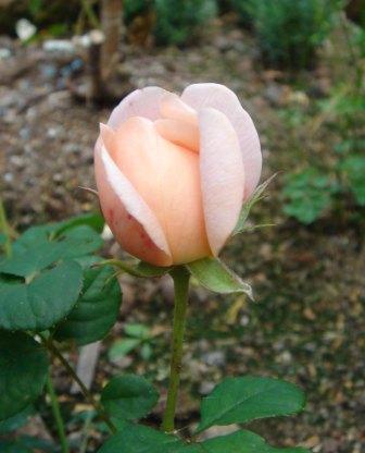 gallery_12879_1299_719.jpg