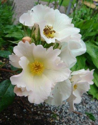 gallery_12879_1299_8550.jpg