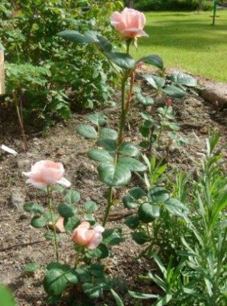 gallery_12879_1299_4059.jpg