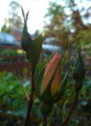 gallery_12879_1299_9028.jpg