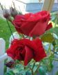 tn_gallery_12879_1299_369.jpg