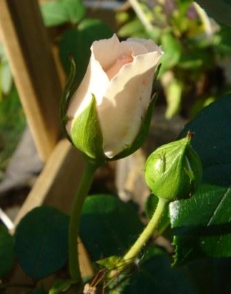 gallery_12879_1299_10068.jpg