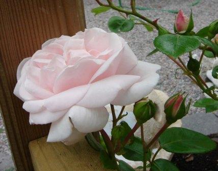gallery_12879_1299_11073.jpg