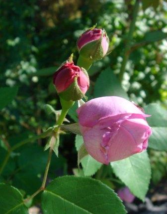 gallery_12879_1299_13337.jpg