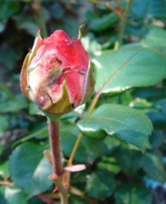 gallery_12879_1299_1370.jpg