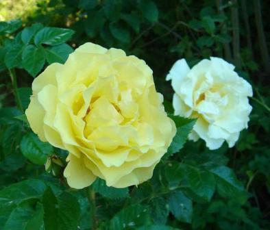 gallery_12879_1299_17901.jpg