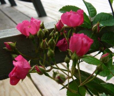 gallery_12879_1299_20496.jpg