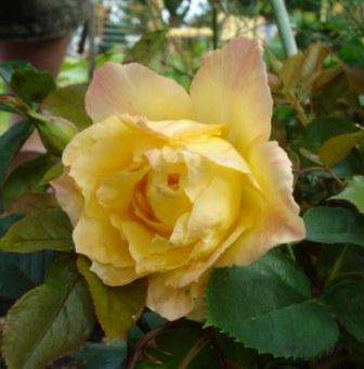 gallery_12879_1299_20666.jpg