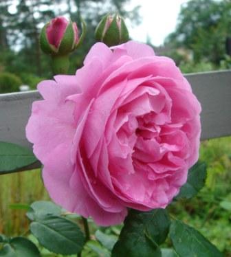 gallery_12879_1299_22099.jpg