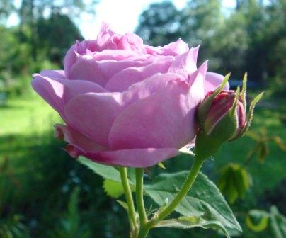 gallery_12879_1299_25056.jpg