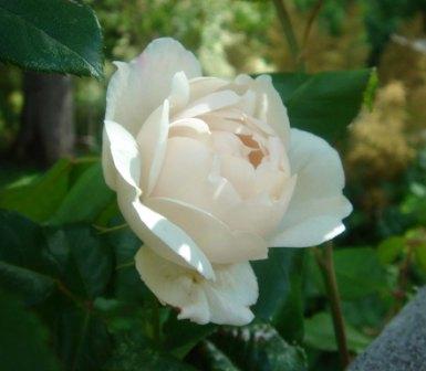gallery_12879_1299_25405.jpg