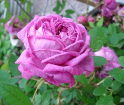 gallery_12879_1299_30557.jpg