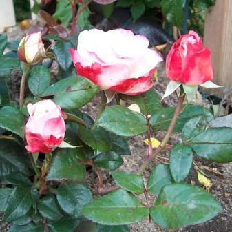 gallery_12879_1299_3290.jpg