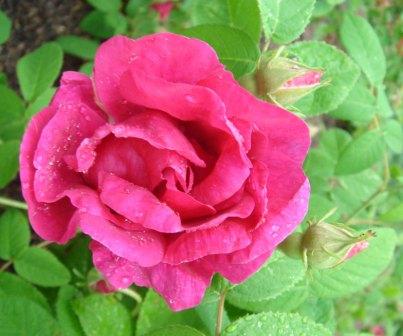 gallery_12879_1299_37956.jpg