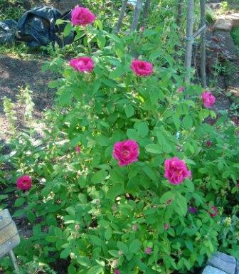 gallery_12879_1299_39081.jpg