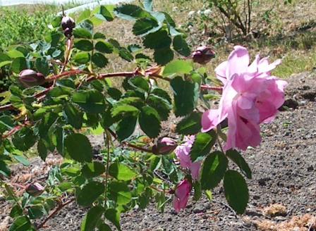 gallery_12879_1299_40552.jpg