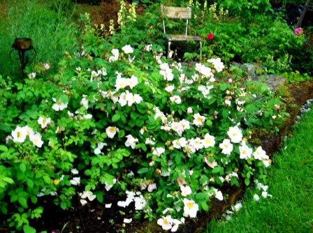 gallery_12879_1299_418.jpg
