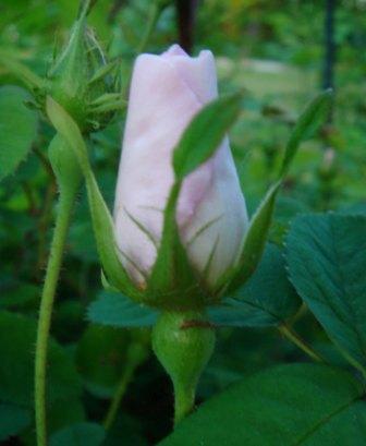 gallery_12879_1299_6295.jpg