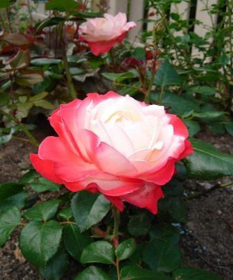 gallery_12879_1299_6326.jpg