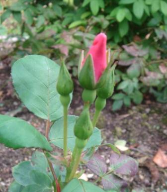 gallery_12879_1299_6687.jpg