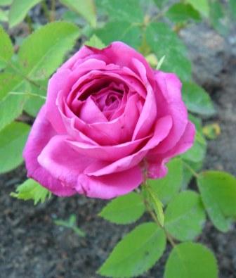 gallery_12879_1299_6899.jpg