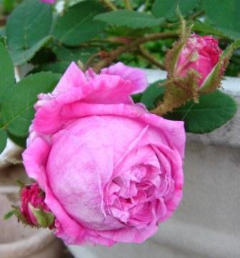 gallery_12879_1299_9755.jpg