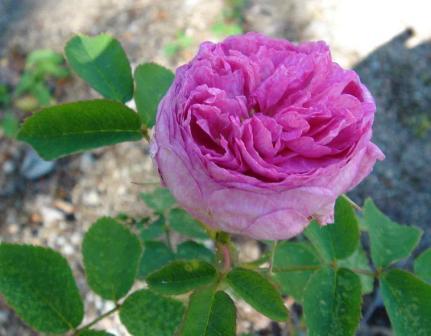 gallery_12879_1299_1233.jpg