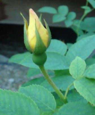 gallery_12879_1299_159.jpg
