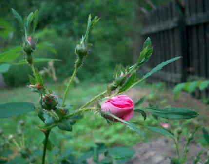 gallery_12879_1299_17425.jpg