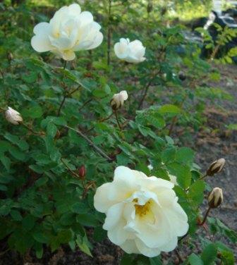 gallery_12879_1299_19640.jpg