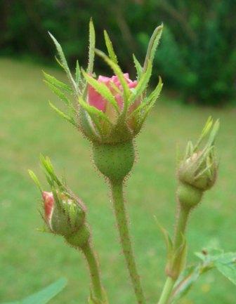 gallery_12879_1299_20335.jpg