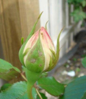 gallery_12879_1299_20749.jpg