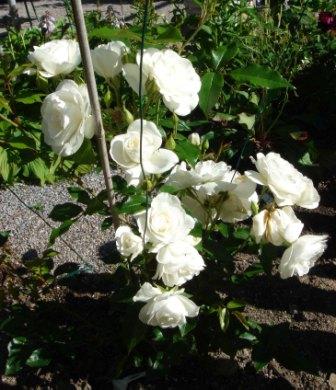 gallery_12879_1299_24421.jpg