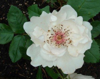 gallery_12879_1299_24687.jpg