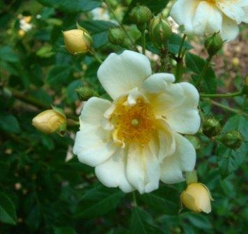 gallery_12879_1299_28106.jpg