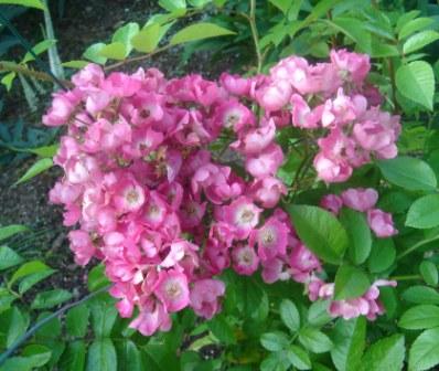 gallery_12879_1299_28177.jpg