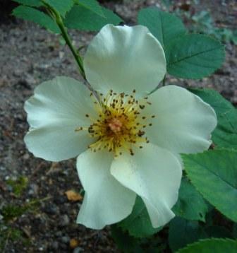 gallery_12879_1299_28443.jpg