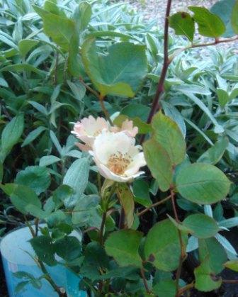 gallery_12879_1299_42666.jpg