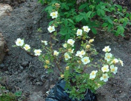 gallery_12879_1299_55891.jpg