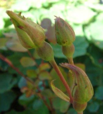 gallery_12879_1299_9127.jpg