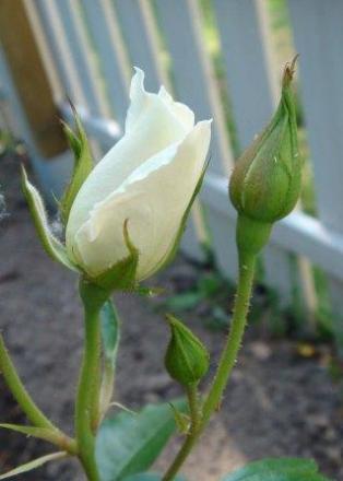 gallery_12879_1299_20808.jpg
